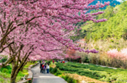 a group of people walking on a path with trees on either side