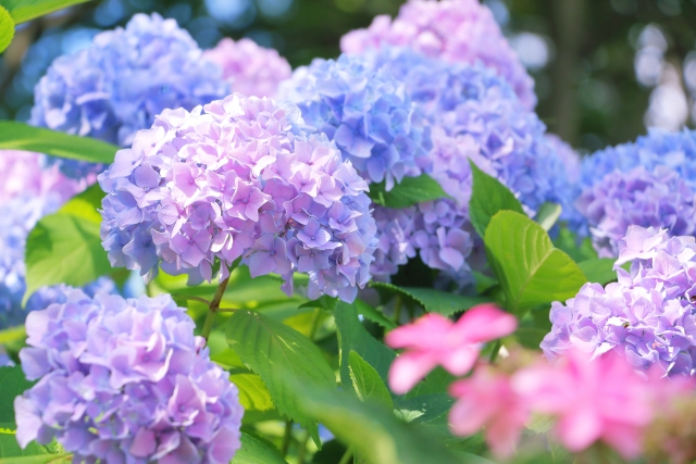 花のグループ